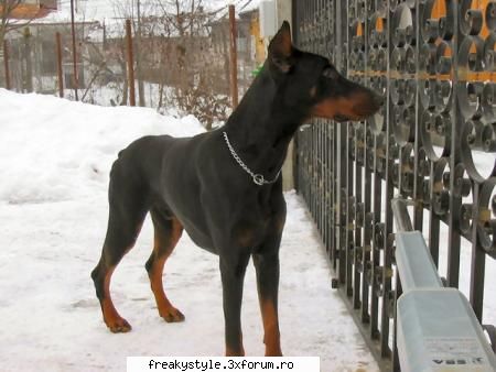 Animalele voastre de casa - Aici puteti pune poze cu animalele voastre:D - Oamenii de pe forum