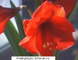 poza artistica: poze artistice